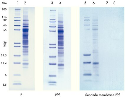 Les témoins de poids moléculaires (lignes 1, 3, 5, 7) et le lysat de foie de veau (lignes 2, 4, 6, 8) ont été transférés sur des membranes Immobilon-P ou Immobilon-P<sup>SQ</sup>. Une feuille de membrane Immobilon-P<sup>SQ</sup> a été placée derrière les membranes primaires afin de capturer les protéines qui ont traversé ces membranes (lignes 5 et 6 derrière la membrane Immobilon-P ; lignes 7 et 8 derrière la membrane Immobilon-P<sup>SQ</sup>).